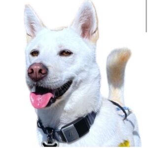 Fi series 2 smart dog collar in martingale grey band
